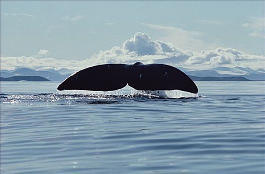 弓头鲸,巴芬岛,加拿大