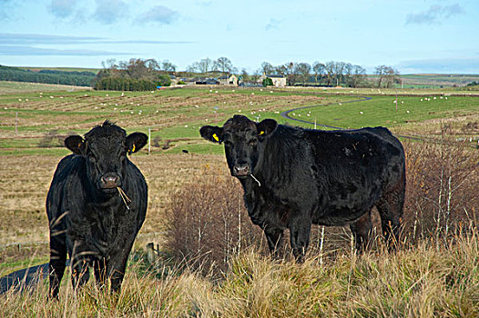 生活,牛,阿伯丁,两个,站立,草场,诺森伯兰郡,英格兰,英国,欧洲