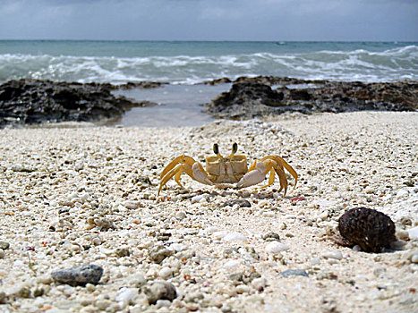 螃蟹,海滩