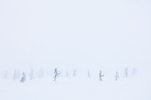 树,雾气,国家公园,拉普兰,芬兰
