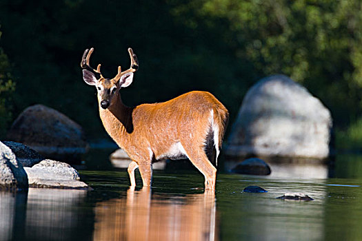 白尾鹿,公鹿,湖,北方,树林,靠近,州立公园