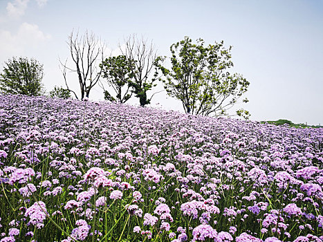 紫色花海