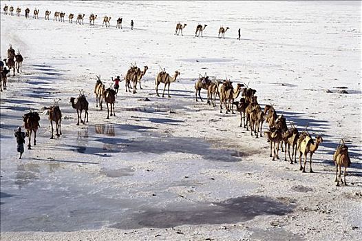骆驼,驼队,盐滩,阿萨勒湖,吉布提,影子,黄昏,太阳,脚,仰视,海平面,地点,非洲,高,温度,罐
