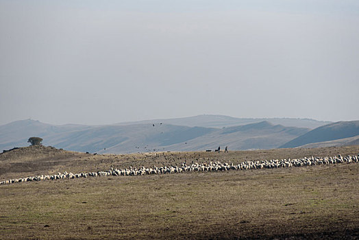 羊群,乔治亚,十月