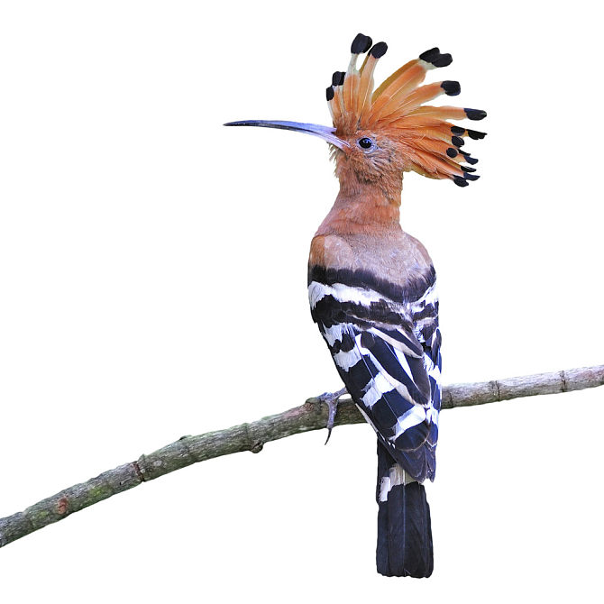 戴胜鸟图片_戴胜鸟高清图片_全景视觉