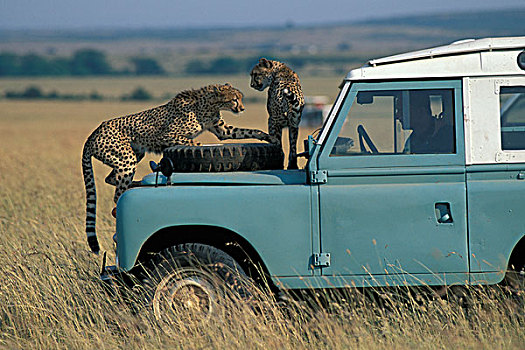 肯尼亚,马塞马拉野生动物保护区,印度豹,猎豹,玩,引擎盖,陆虎,卡车,旅行队
