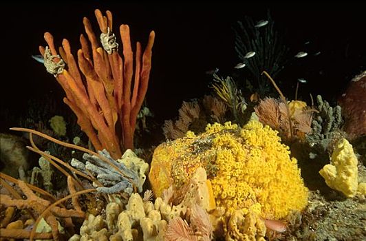无脊椎动物,深度,海绵,金色,柳珊瑚目,篮子,星,塔斯马尼亚,澳大利亚