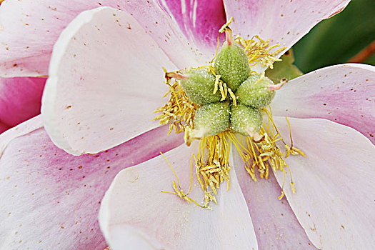 芍药花,花卉,花海,鲜花