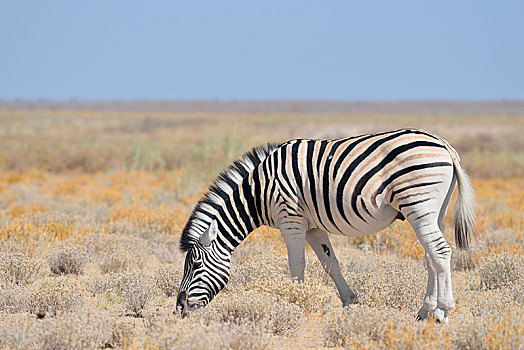 白氏斑马,马,斑马,放牧,干燥,草原,埃托沙国家公园,纳米比亚,非洲