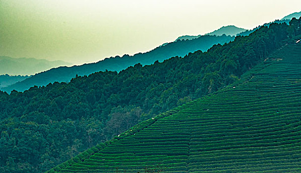 龙坞茶山