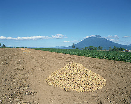 山,丰收,土豆