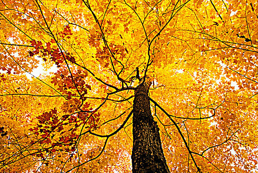 糖枫,糖槭,秋色,省立公园,安大略省,加拿大
