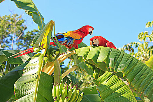 洞,海湾群岛,洪都拉斯,深红色,金刚鹦鹉,绯红金刚鹦鹉,香蕉树,康复,中心,树林,保存,芒果,钥匙
