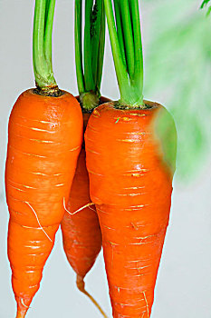 胡萝卜根菜,是人类重要的食物蔬菜,富含胡萝卜素,素食者营养和保健重要成分