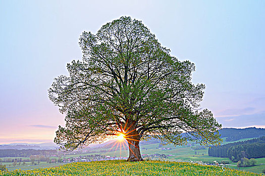 酸橙树,日出,巴伐利亚,德国
