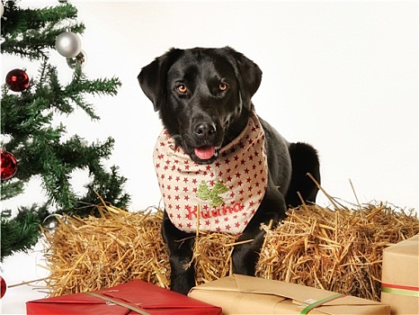 黑色拉布拉多犬,圣诞节