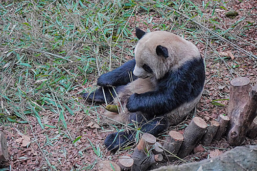 正在品尝嫩箭竹的大熊猫