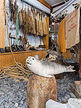 博物馆,交易,特色,发酵,肉,格陵兰,鲨鱼,保护物种,生活,斯奈山半岛,冰岛,大幅,尺寸