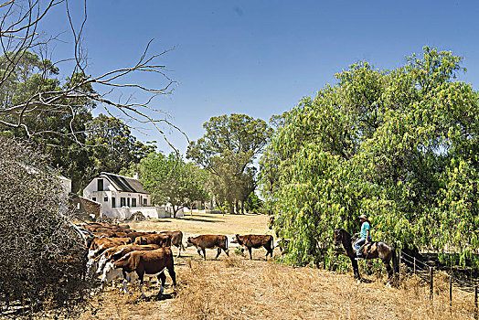 牧群,母牛,西部,海岸,南非