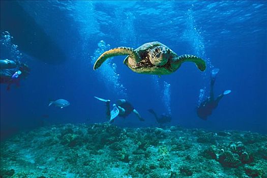 夏威夷,潜水,绿海龟,龟类