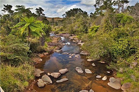 溪流,蕨类,树,澳大利亚,雨林