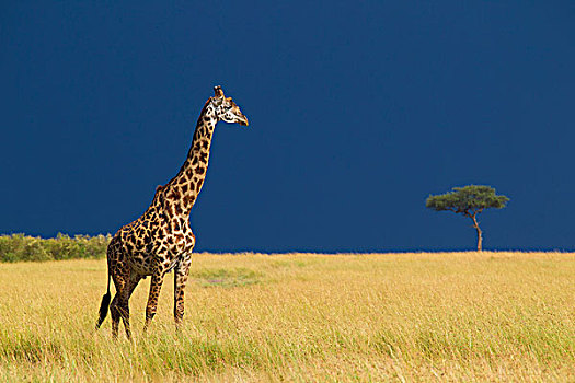 马赛长颈鹿,长颈鹿,热带稀树草原,只,前,暴雨,马赛玛拉国家保护区,肯尼亚,非洲