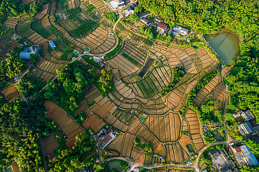 重庆江津区,大山深处金黄色田野