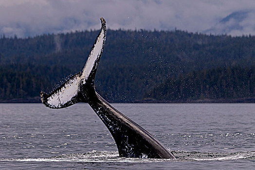 驼背鲸,尾部,拍击,靠近,布劳顿群岛,大熊雨林,第一,领土,不列颠哥伦比亚省,加拿大