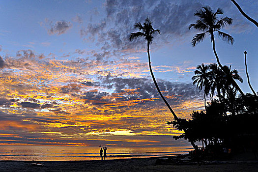 伴侣,自然风光,日落,棕榈树,巴西,南美