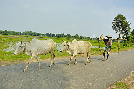 孟加拉,农民,工作,六月,2007年