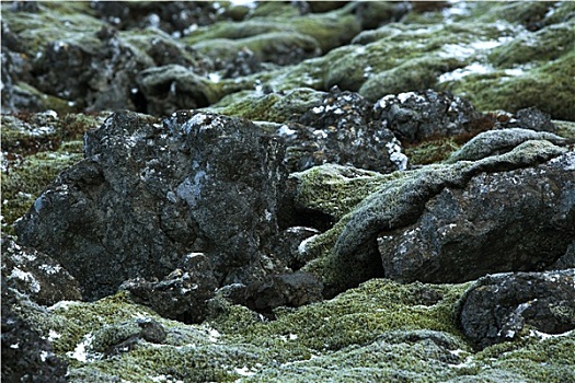 特写,苔藓,火山岩,冰岛