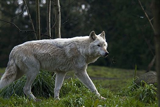 可怕的大灰狼真实照片图片