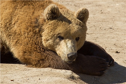 棕熊,头像,克罗地亚