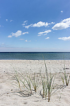 沙滩,草,波罗的海