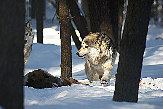 狼,畜体,野生动物,中心,安大略省,加拿大