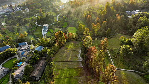 重庆酉阳,乡村初冬,枫,景如画