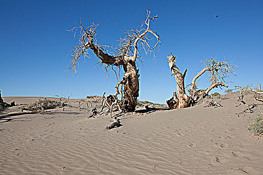 内蒙阿拉善额济纳旗沙漠里枯死的胡杨树林