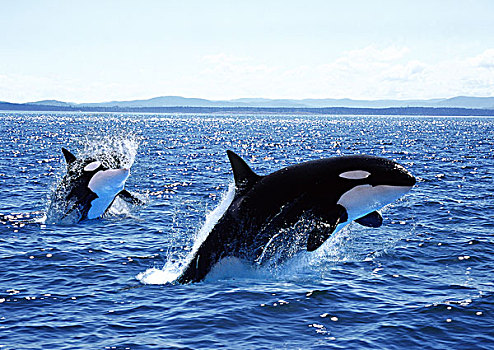 逆戟鲸,幼兽,跳跃,加拿大