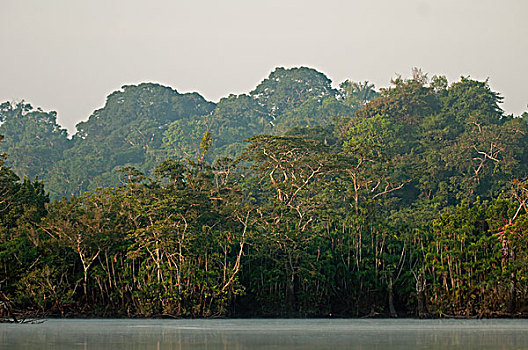 亚马逊河,低地,雨林,湖,岸边,厄瓜多尔