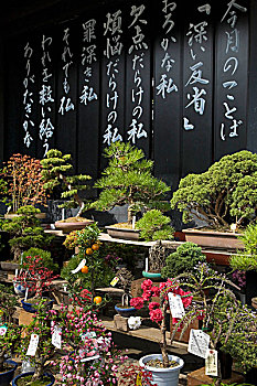 日本,东京,展示,盆景树,出售