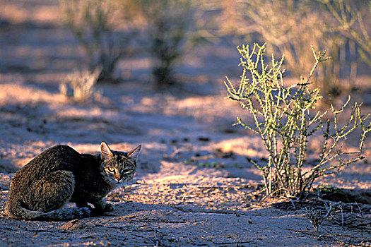 南非,卡拉哈迪大羚羊国家公园,野生猫科动物,干燥,河床,卡拉哈里沙漠