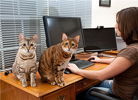 女人,猫,电脑桌