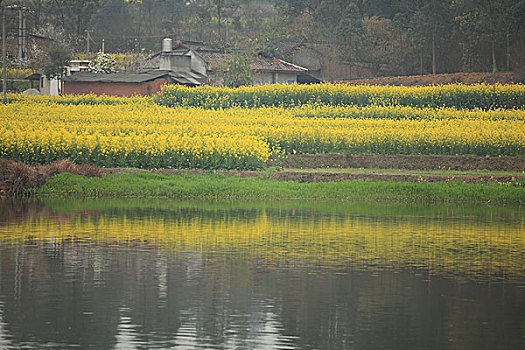 油菜花田