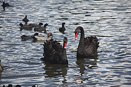 悉尼百鸟公园里的黑天鹅和醍醐大嘴鸟