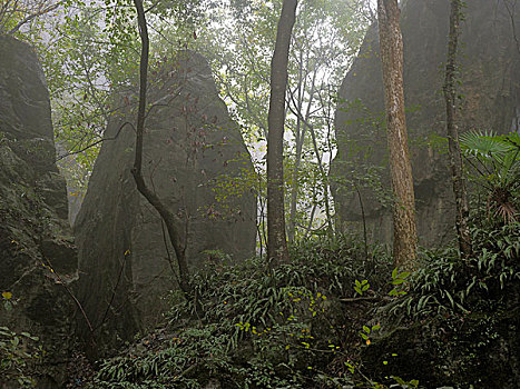 雾中古树林