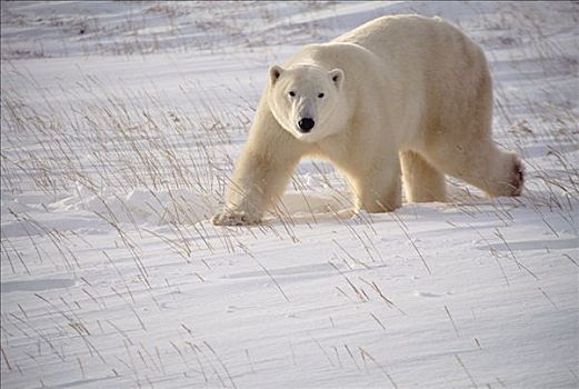北极熊,成年,走,雪,丘吉尔市,曼尼托巴,加拿大