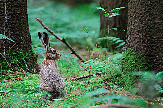 野兔,树林,巴伐利亚,德国,欧洲