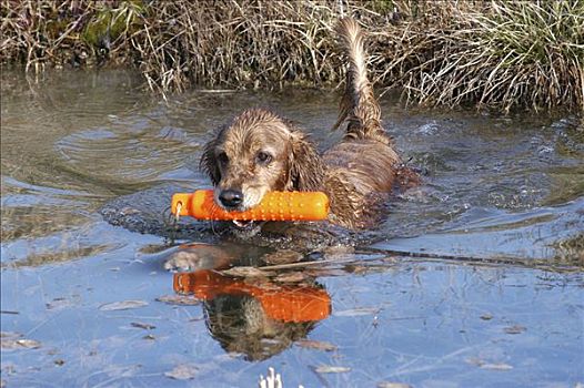 金毛猎犬,母狗,游泳