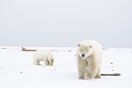 大,母熊,北极熊,幼兽,鲸,畜体,左边,海岸,生存,猎人,秋天,区域,北极圈,国家野生动植物保护区,阿拉斯加