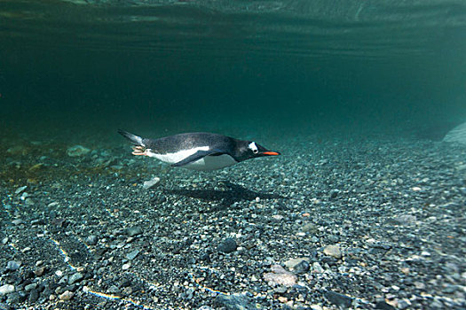 南极,岛屿,水下视角,巴布亚企鹅,游泳,靠近,栖息地